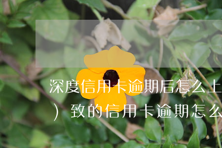 深度信用卡逾期后怎么上岸(入獄導(dǎo)致的信用卡逾期怎么辦)