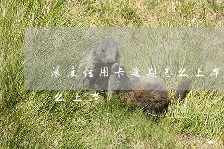 深度信用卡逾期怎么上岸(深度信用卡逾期怎么上岸)