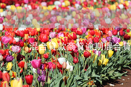 混合貸款商貸逾期(混合貸款商貸逾期)