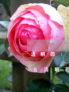 清明節(jié)是法定節(jié)假日么(清明節(jié)是國家節(jié)假日嗎)