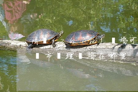 清鎮(zhèn)離婚可以在貴陽辦理嗎(貴陽市辦理離婚在哪里)