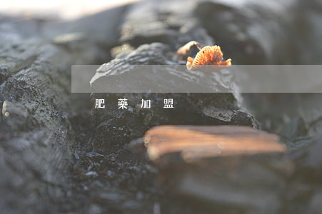 減肥藥加盟