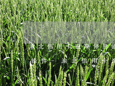 渝北信用卡逾期停息掛賬申請(qǐng)條件-渝北信用卡逾期停息掛賬申請(qǐng)條件是什么