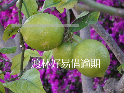渡林好易借逾期