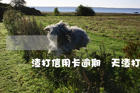 渣打信用卡逾期幾天(渣打信用卡逾期幾天)