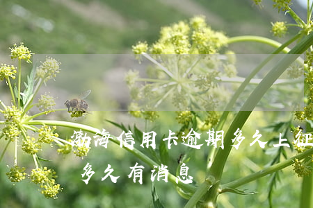 渤海信用卡逾期多久上征信(渤海銀行征信后多久有消息)