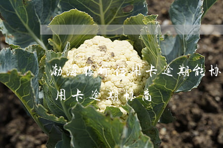 渤海银行信用卡逾期能协商吗(哈尔滨银行信用卡逾期协商)
