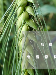渦陽找律師起訴離婚一般要多少錢(起訴離婚官司要多少錢)