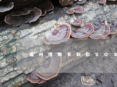 温州信用卡利息(2020年信用卡利息)