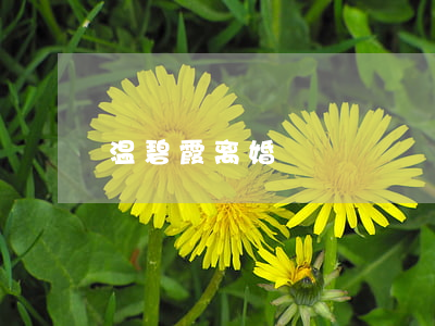 温碧霞离婚