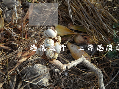 港澳通行證 上海(港澳通行證 上海續(xù)簽)