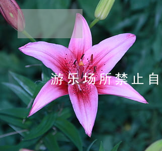 游乐场所“禁止自带食物”规定的相关裁判规则