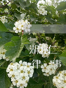 湖北仁義律師事務(wù)所地址(湖北我們律師事務(wù)所)