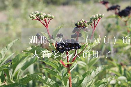 湖北個人債務(wù)逾期概念(中國負債的人有多少人逾期了)