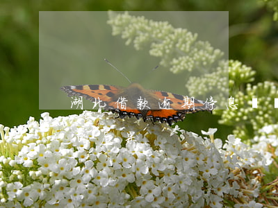 湖北借款逾期停息掛賬后果 逾期后停息掛賬的后果