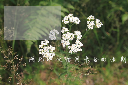 湖北小伙信用卡全面逾期(信用卡严重逾期)