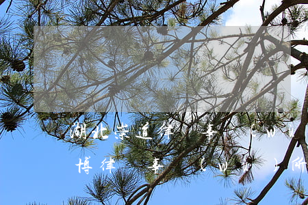 湖北崇道律師事務(wù)所怎么樣(湖北道博律師事務(wù)所律師名單)