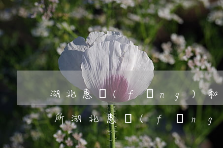 湖北惠風(fēng)和律師事務(wù)所(湖北惠風(fēng)和律師事務(wù)所龔嫚嫚)