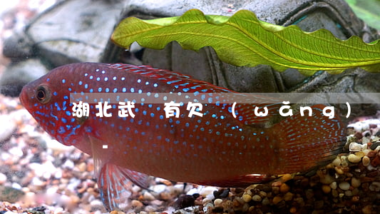 湖北武漢有欠網(wǎng)貸被通緝名單嗎-
