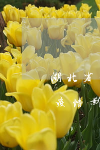 湖北省疫情區(qū)信用卡逾期怎么辦(受疫情影響信用卡逾期怎么辦)