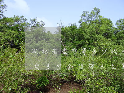 湖北省盗窃罪多少钱可以立案标准(湖北省盗窃多少金额可以立案)