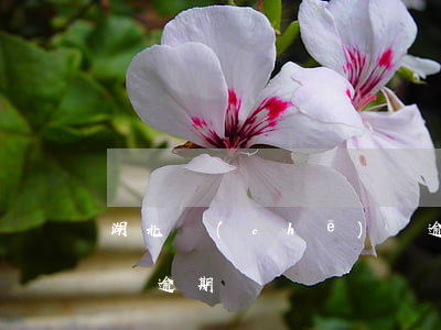 湖北車(chē)審逾期(年審車(chē)輛逾期)