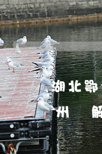 湖北鄂州沒解封信用卡逾期怎么辦-湖北鄂州沒解封信用卡逾期怎么辦理
