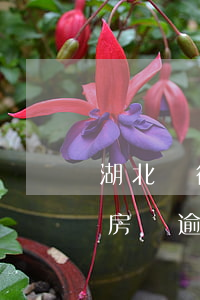 湖北銀行的房貸逾期一天怎么辦(湖北銀行的房貸逾期一天怎么辦啊)