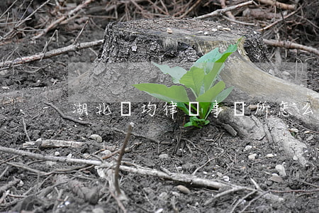 湖北靈均律師事務所怎么樣?