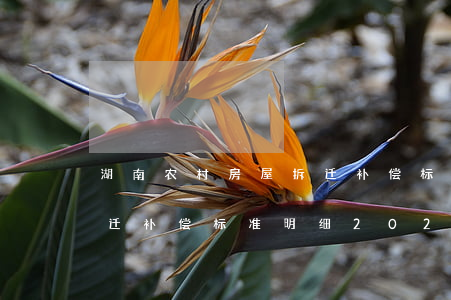 湖南农村房屋拆迁补偿标准(湖南农村房屋拆迁补偿标准明细2021)