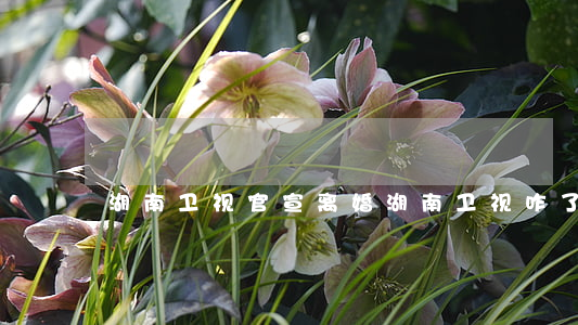 湖南卫视官宣离婚(湖南卫视咋了)