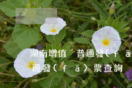 湖南增值稅普通發(fā)票(湖南增值稅普通發(fā)票查詢)