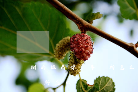 湖南恒昌律師事務所怎么樣(湖南恒昌律師事務所怎么樣)