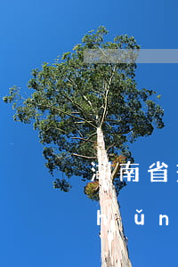 湖南省交通事故賠償標(biāo)準(zhǔn)2021-2022(湖南省交通事故賠償標(biāo)準(zhǔn)明細(xì)表2019)