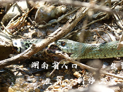 湖南省人口與計劃生育條例(湖南省人口與計劃生育條例(修正案))