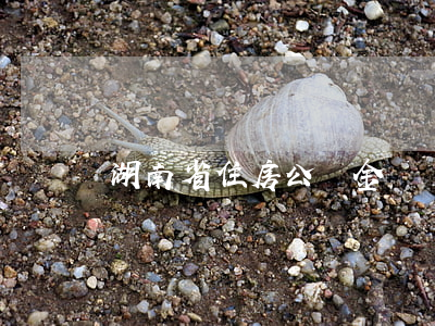 湖南省住房公積金