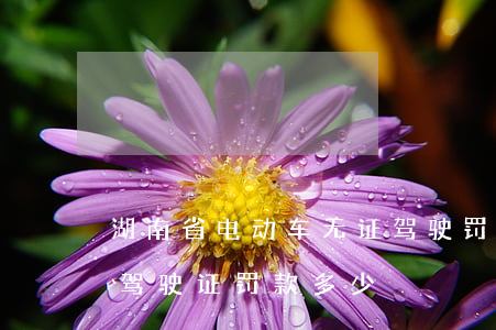 湖南省电动车无证驾驶罚款多少(没有电动车驾驶证罚款多少)