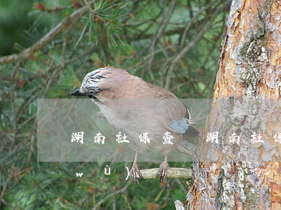 湖南社保查詢(湖南社保查詢電話人工服務(wù)電話)
