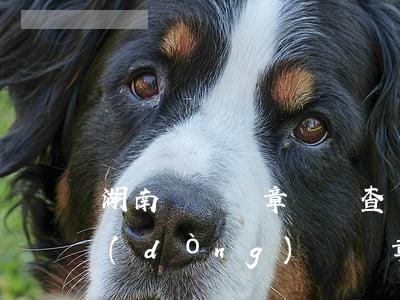 湖南車輛違章記錄查詢(湖南省機(jī)動(dòng)車違章查詢系統(tǒng))