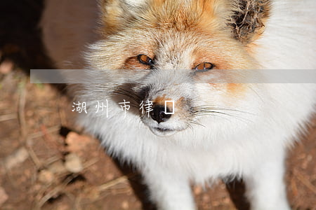 湖州市律師
