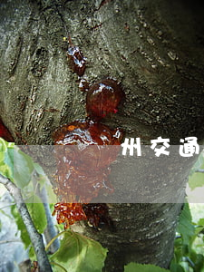溫州交通事故(溫州交通事故 最新消息)