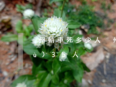 溫州動車死多少人(溫州動車死亡人數(shù)35人)