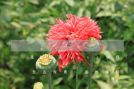 溫州地區(qū)債務(wù)案律師一般怎么收費-溫州債務(wù)糾紛律師