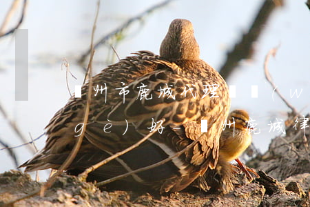 溫州市鹿城代理債務(wù)案律師哪個(gè)好-溫州鹿城律師咨詢