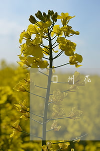 溫州花唄逾期了會(huì)怎樣