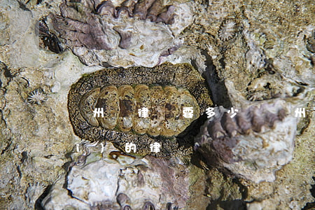 溫州請律師要多少錢(溫州有沒有免費(fèi)的律師)