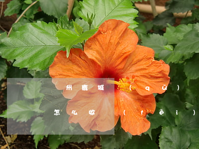 溫州鹿城區(qū)債務(wù)訴訟律師怎么收費(fèi)-溫州債務(wù)糾紛律師