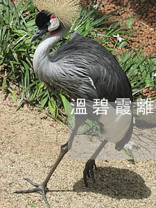 溫碧霞離婚