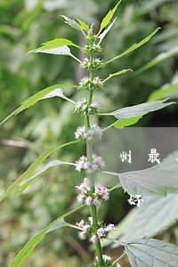 滄州最著名的律師(滄州市哪個律師事務所比較好)