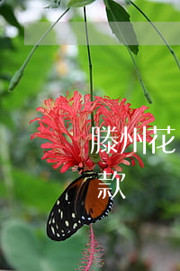 滕州花唄逾期怎么還款(滕州花唄逾期怎么還款)